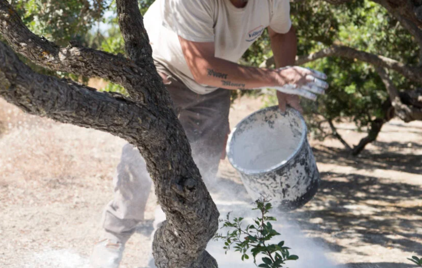 Hand-harvesting mastic resin in Chios