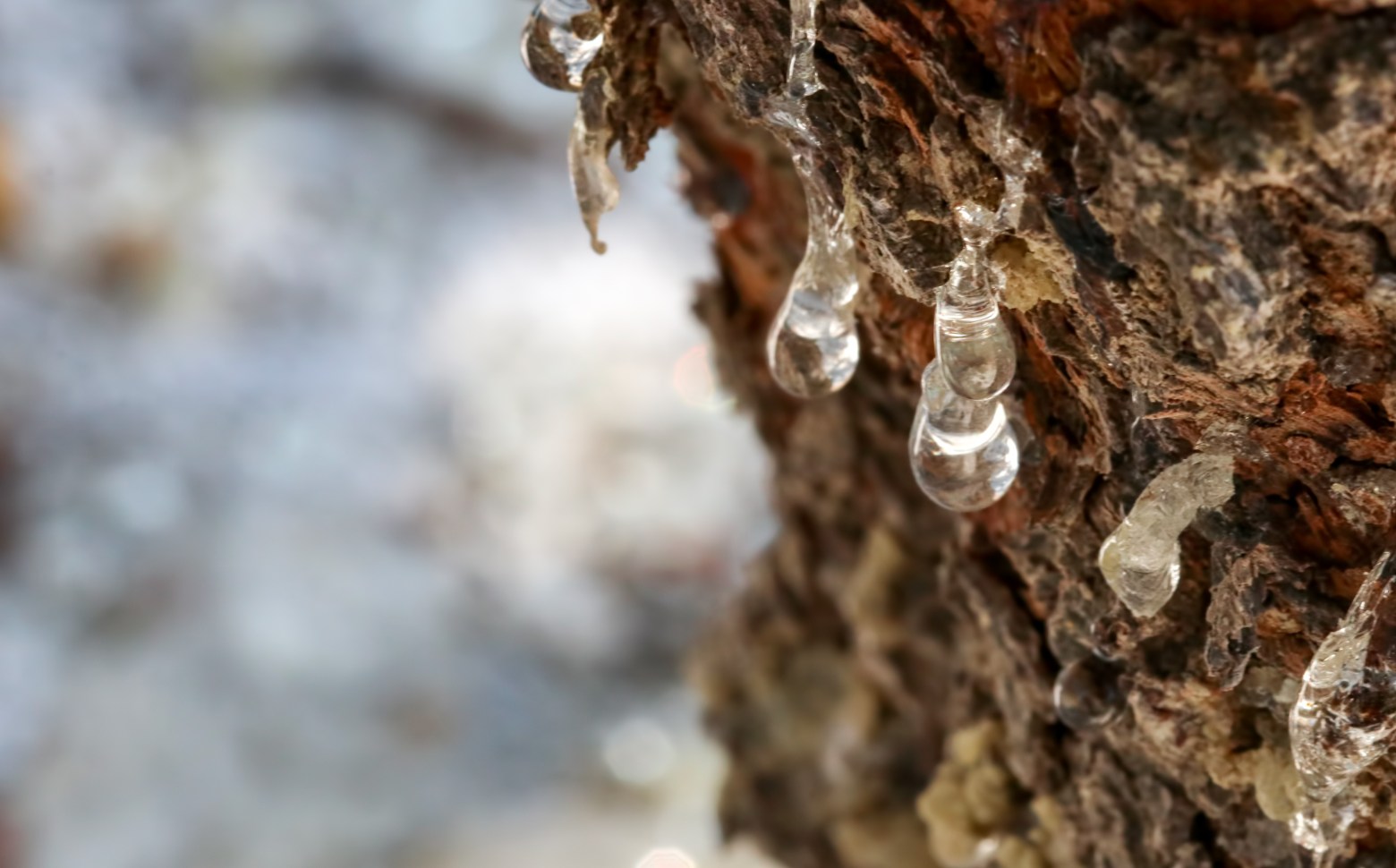 Mastic resin droplets on tree bark
