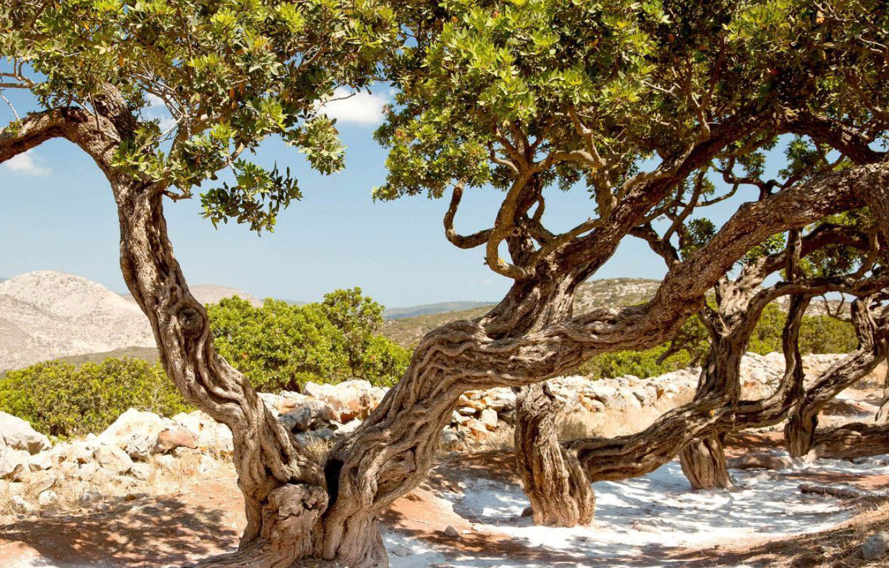 A mastic tree on the Greek island of Chios